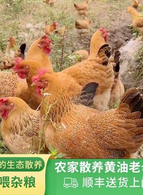 老母鸡土鸡农家散养正宗土鸡