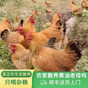 老母鸡土鸡农家散养正宗土鸡走地鸡新鲜鲜活宰杀整只黄油老母鸡