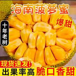 海南黄肉菠萝蜜一整个新鲜水果干苞脆甜当季现摘现发木菠萝包邮