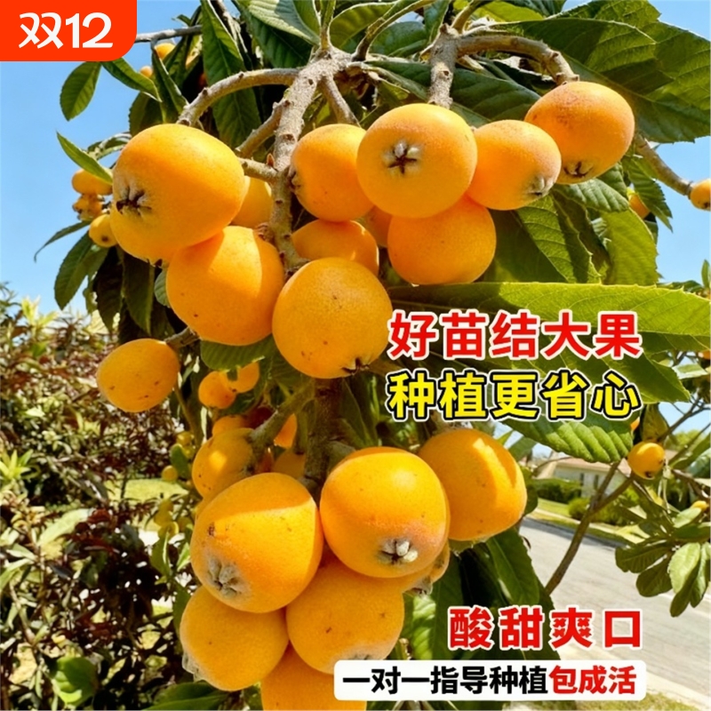 大五星枇杷苗树无核琵琶果