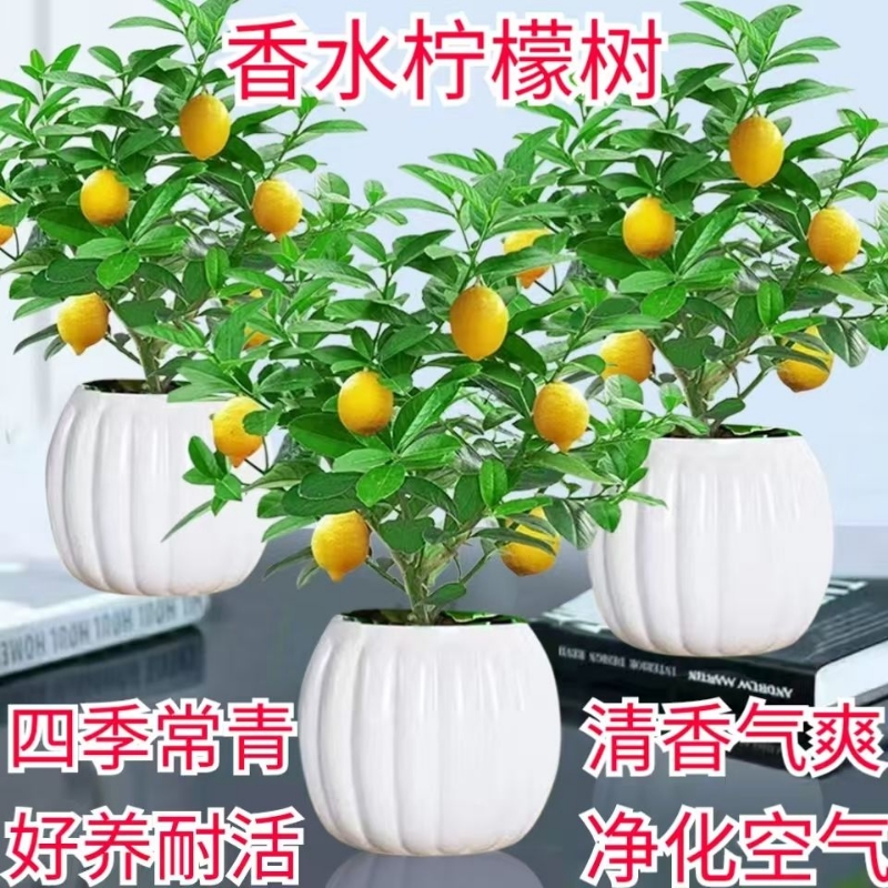 香水柠檬树盆栽室内庭院水培植物净化空气客厅摆放四季绿植