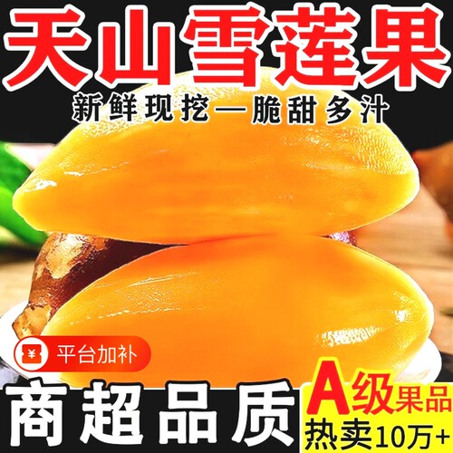 正宗云南天山雪莲果新鲜现挖雪莲果新鲜当季黄心白心雪莲果9斤