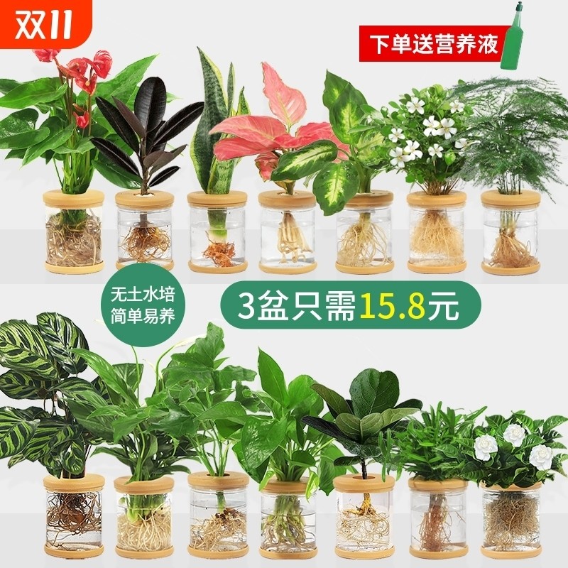 水培植物盆栽黄金葛四季好养多肉水培盆室内花卉小绿植橡皮树客厅