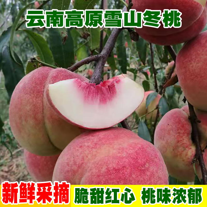 正宗云南高山冬桃脆甜爽口