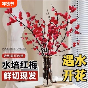遇水开花装饰桃花枝冬季室内水培养梅花干枝花卉客厅阳台鲜切红梅