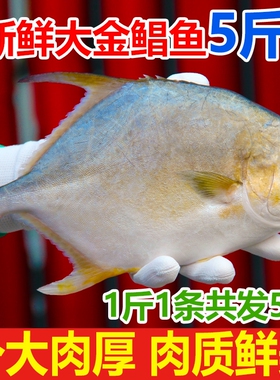 新鲜大金鲳鱼约5斤5条鲜活速冻海鲜水产金昌鱼银鲳鱼大个海鱼扁鱼