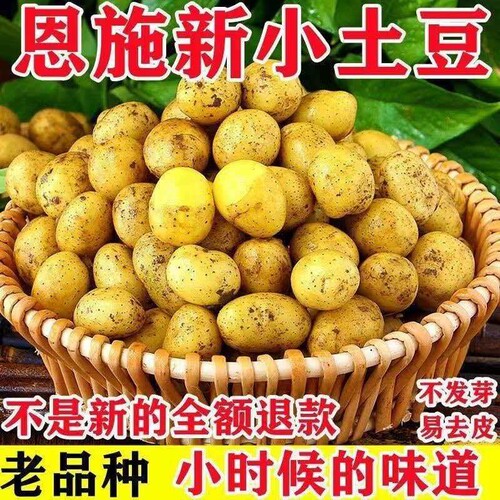 正宗恩施小土豆现挖湖北新鲜黄心土豆当季蔬菜整箱迷你马铃薯洋芋
