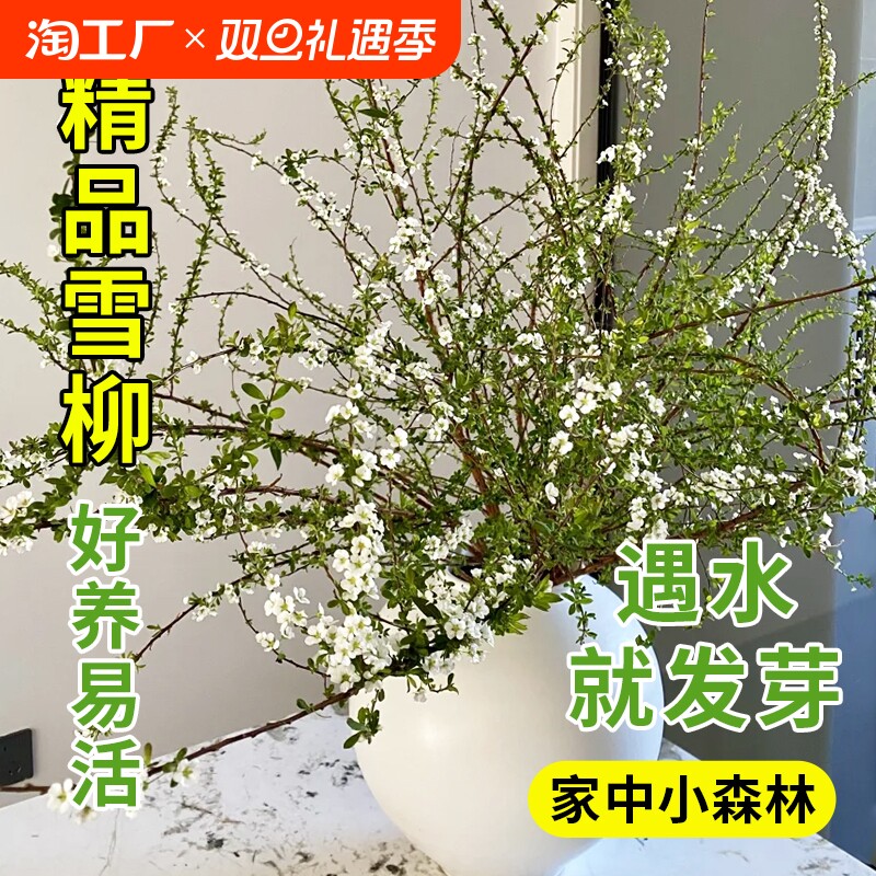 雪柳鲜枝带花苞干枝水养插花水培新年绿植物花卉室内盆栽龙柳好养