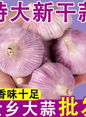 2026农家新鲜新干蒜紫皮大蒜头优质干蒜红皮大蒜种子炒菜嫩蒜