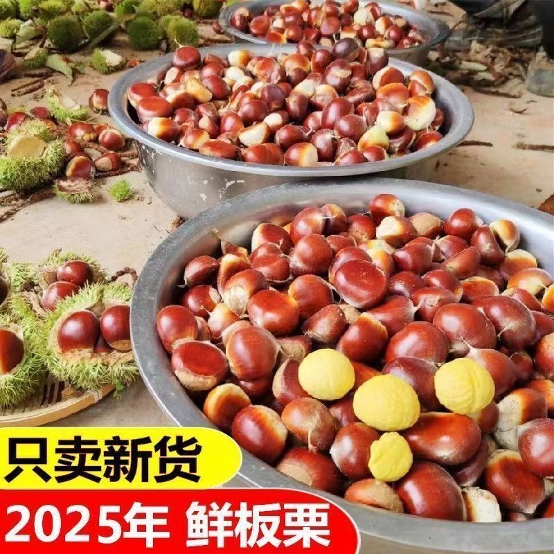 2025新下树新鲜老树板栗新鲜生栗子鲜板栗生板栗毛栗子散装新货
