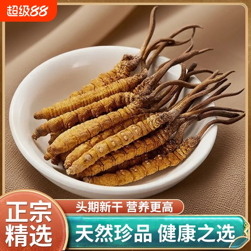 正品野生虫草头期冬虫夏草干草非断草泡酒自食煲汤送礼非那曲西藏