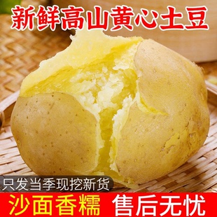 云南高山黄皮黄心土豆2026现挖新鲜产地 农家洋芋粉糯马铃薯 包邮