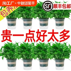 除甲醛净化空气绿萝盆栽室内好养水培大叶绿箩绿植家用新房吸甲醛