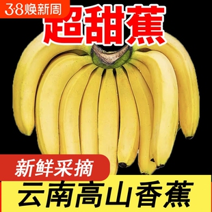 【精选】云南青皮高山现摘香蕉正宗新鲜甜糯水果当季薄皮香甜软糯