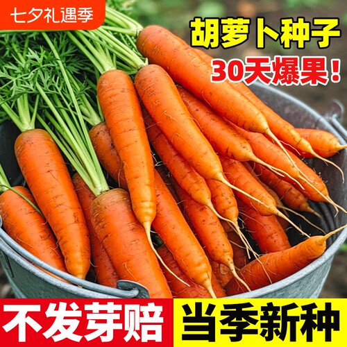 胡萝卜种子籽种水果萝卜四季秋冬蔬菜种籽大全高产种植冰激凌九斤