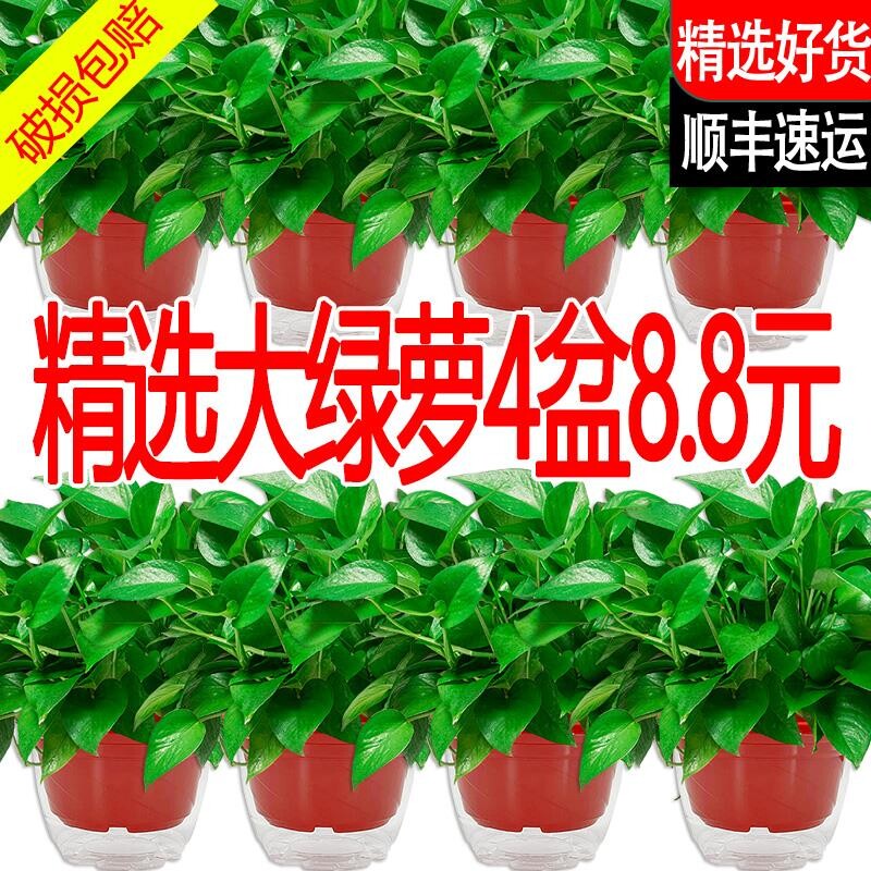 新房绿萝盆栽室内吸甲醛净化空气植物花卉办公室客厅绿植好养活