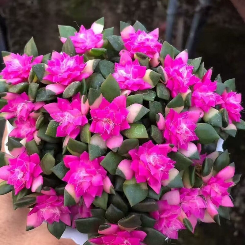 人间富贵花吹雪之松锦绿植花卉招财多肉办公室桌面盆栽带盆栽好秒