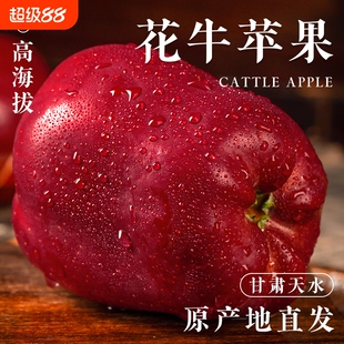 花牛苹果正宗甘肃天水10斤水果新鲜整箱当季糖心粉面丑现摘仓发货