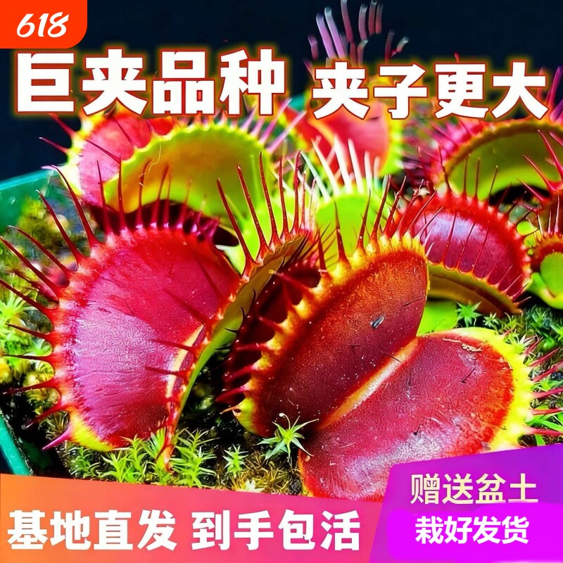 捕蝇草猪笼草捕蝇草盆栽盆栽苗食虫植物大号小号超大茅膏菜花绿植