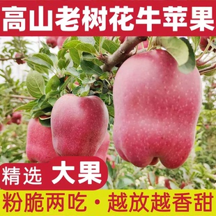 天水花牛苹果应季黑卡蛇果脆甜粉糯两吃新鲜水果4.5斤/9斤多规格