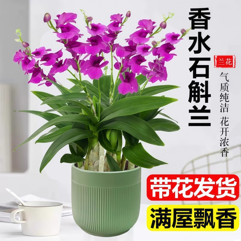 香水石斛兰带花室内客厅花卉盆栽易活四季开花办公室绿植桌面好养