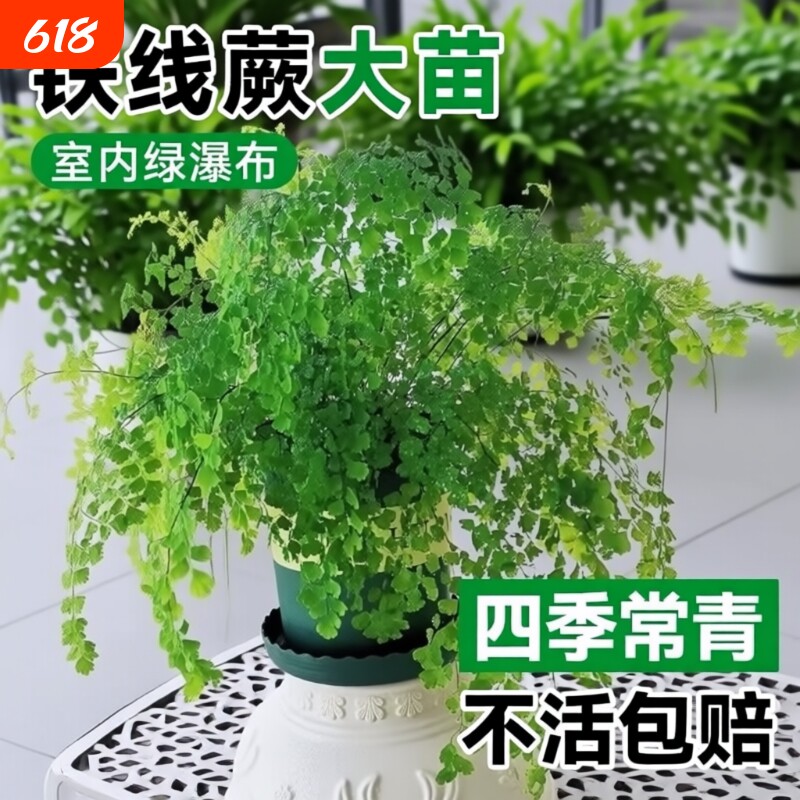 铁线蕨蕨类植物盆栽绿植客厅吸甲醛凤尾蕨草室内耐阴狼尾天门冬