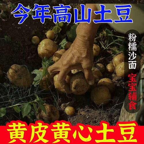 新鲜大土豆农家洋芋马铃薯