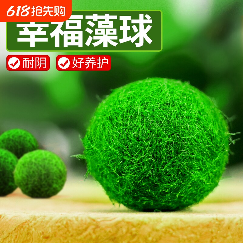 marimo马里莫宠物海藻球微景观生态瓶办公室水培植物绿球藻营养