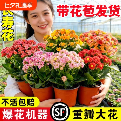 优选长寿花盆栽重瓣特大A花苗好养室内花卉植物四季开.带花苞大花