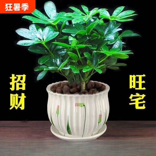 八方来财发财树盆栽|千人回购