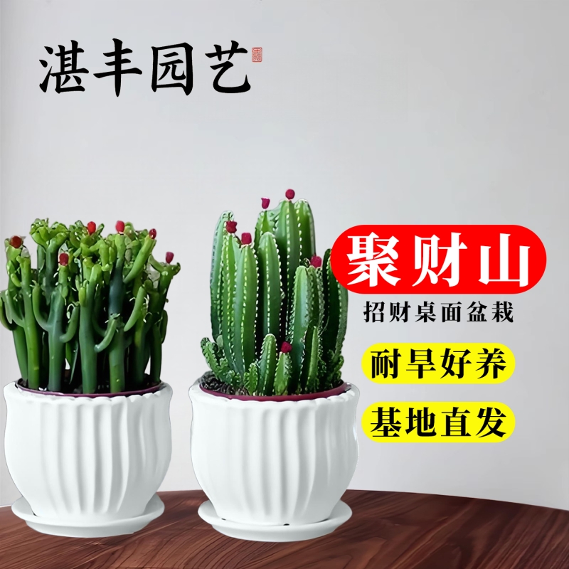 聚财山多肉耐旱易养30天养死包赔