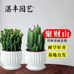 聚财山多肉植物实生仙人掌盆栽客厅绿植花卉室内办公室桌面好养