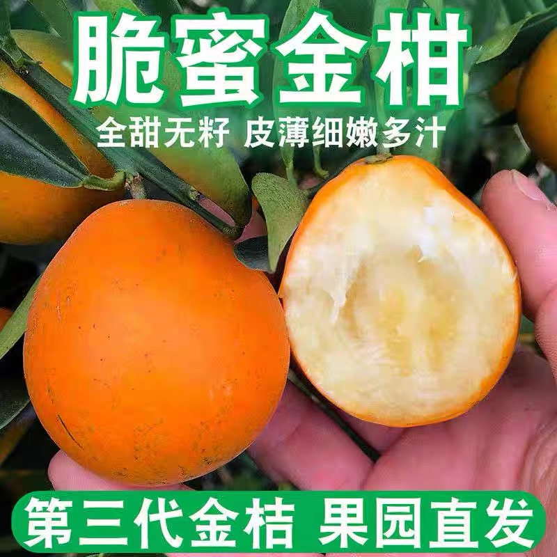 2025广西融安脆蜜金桔新鲜当季水果整箱顺丰脆蜜金桔金桔橘子多汁