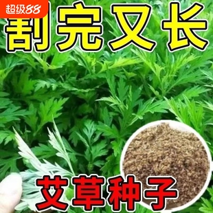 正宗艾草种子可食用艾草药用艾草驱蚊艾叶室外庭院蕲艾草种籽