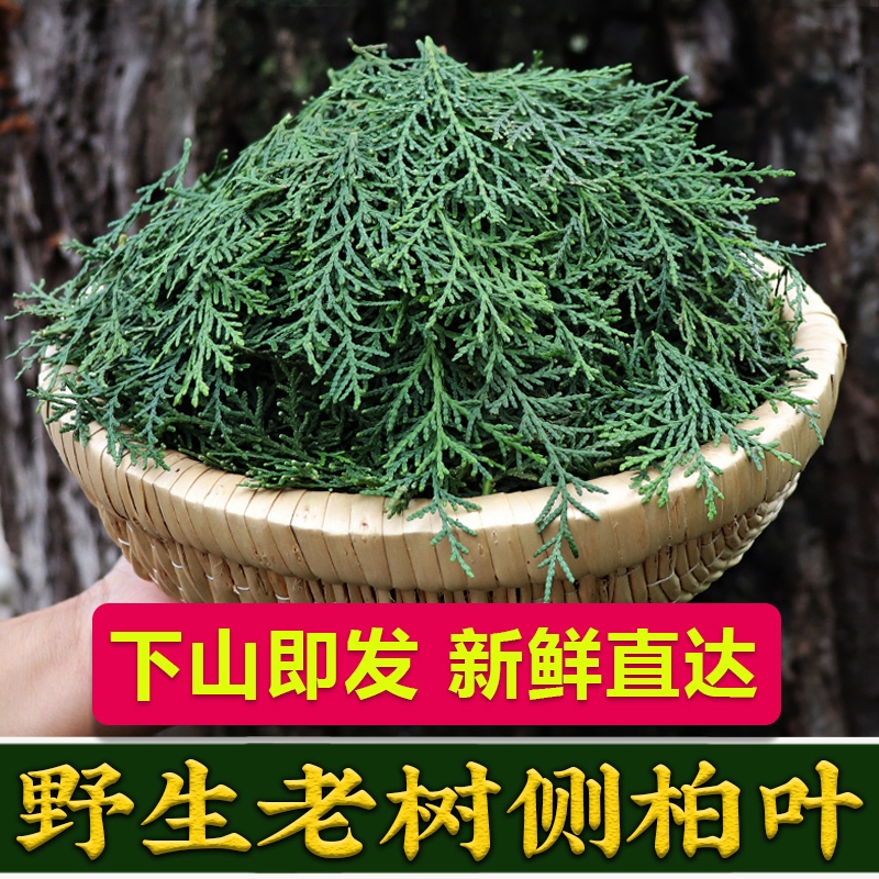 中药材侧柏叶粉新鲜官方旗舰店何首乌中药材洗头包洗发粉洗头粉