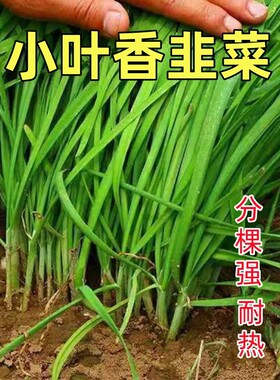 小韭菜种子细叶老品种香味浓四季播韭菜盆栽阳台易种耐寒蔬菜种子