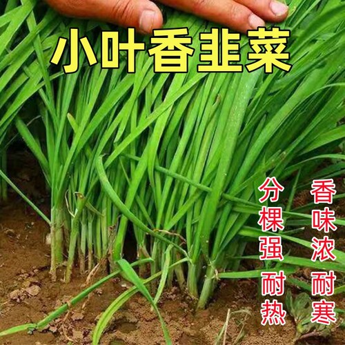 小韭菜种子细叶老品种香味浓四季播韭菜盆栽阳台易种耐寒蔬菜种子