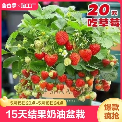 【15天结果】奶油草莓苗秧苗盆栽地栽四季阳台南北方种植当年结果
