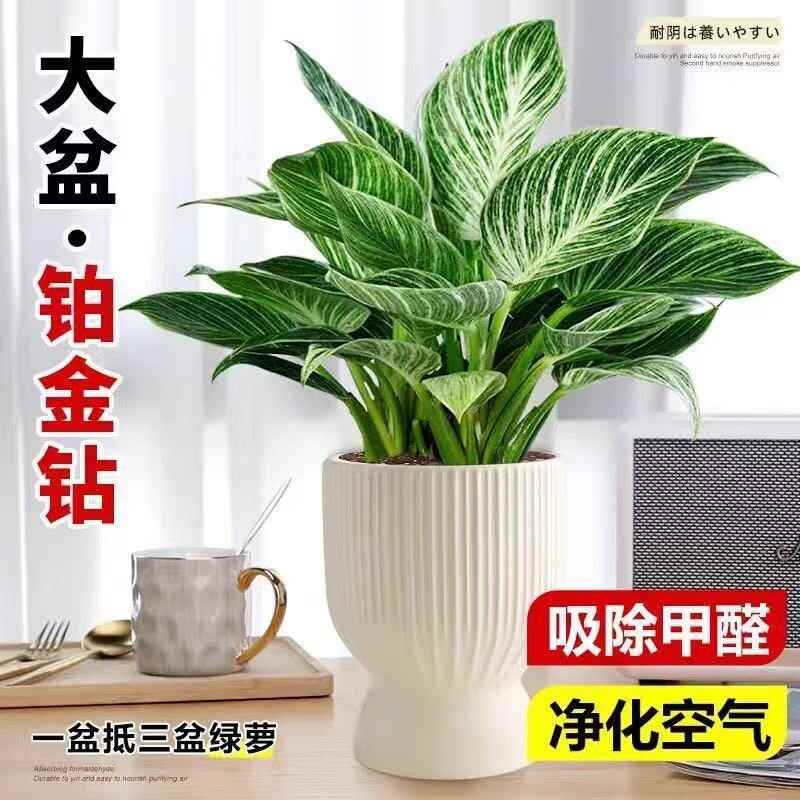 铂金钻水培植物室内好养大叶金钻绿公主盆栽带花苞蔓绿绒花卉绿植图片