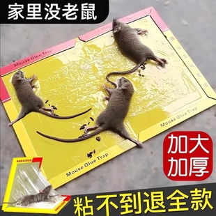 家用强力胶抓杀大老鼠老鼠板老鼠粘 粘鼠板强力粘鼠标老鼠贴新款