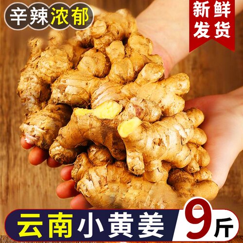 正宗云南新鲜当季小黄姜生姜干老姜嫩姜土姜子姜现挖高山沙姜去腥