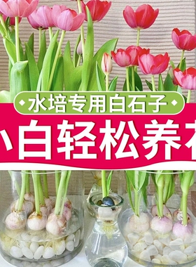 【天然防虫】水培养花白色石子花盆铺面庭院造景装饰水洗石大颗粒