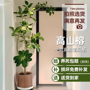 网红高山榕植物盆栽客厅落地大型绿植室内办公室禄植黄金榕橡皮树
