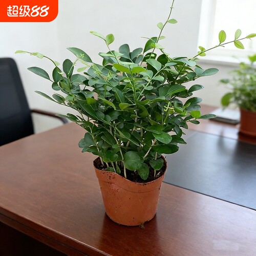 九里香盆栽花卉绿植室内驱蚊四季长绿好养水培观叶植物净化空气