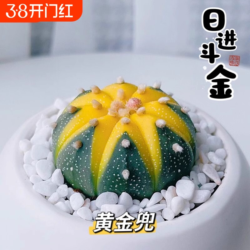 金兜兜星兜锦仙人球多肉植物办公室绿植花卉盆栽万重山耐寒美观