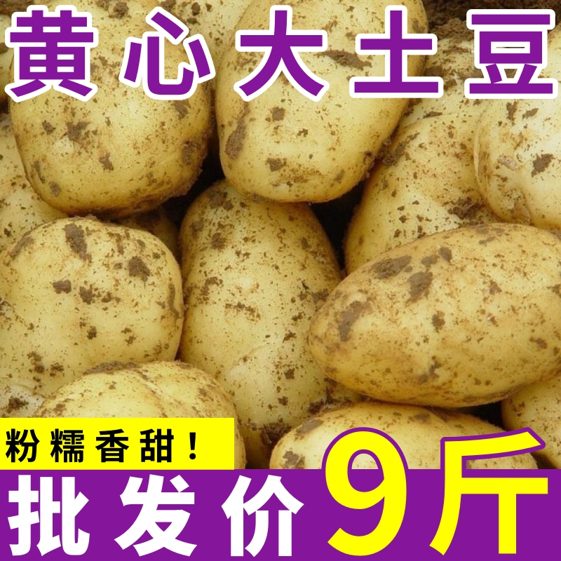【卖爆了】现挖黄心土豆3/5/9斤内蒙红皮土豆黄皮马铃薯洋芋蔬菜