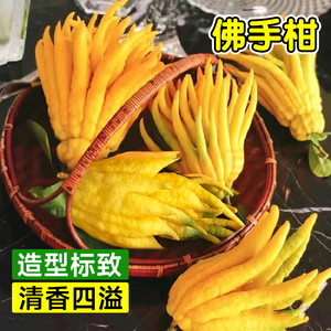 佛手柑鲜果水培绿植金华香橼桌面摆放观赏闻香可食用水养带枝插花