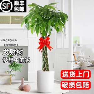 辫子发财树盆栽室内摆客厅大型步步高招财树绿植物办公室乔迁开业