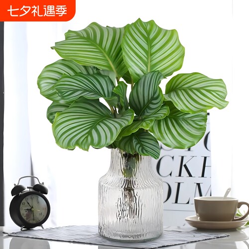 水培植物青苹果竹芋盆栽孔雀竹芋四季常青办公室内绿萝好养绿植物