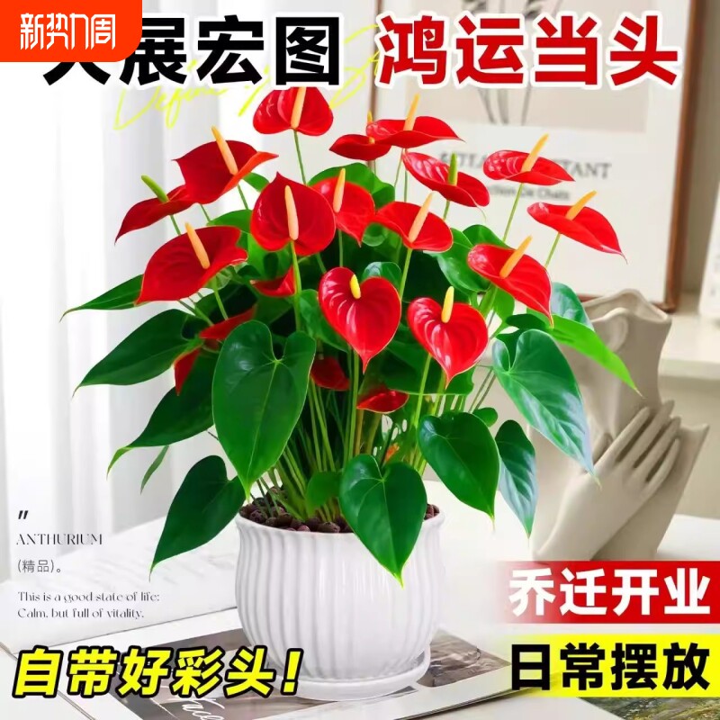大号红掌水培盆栽带花大叶大花客厅绿植室内好养植物办公室桌面花